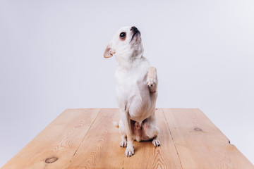 Training and caring for a chihuahua dog on a white isolated background.