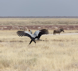 A secretary bird in Etosha park