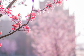 Naklejka premium spring flower cherry