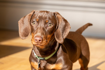 Miniature Chocolate Dachshund Puppy Dog