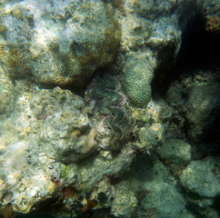 A giant tridacna clam in the sea
