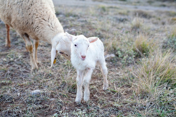 Oveja recién nacida con su madre