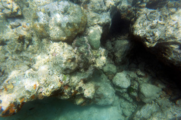 A giant tridacna clam in the sea