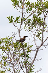 Photo of New Caledonian Friarbird