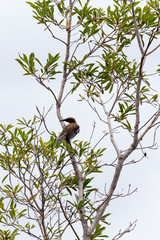 Photo of New Caledonian Friarbird
