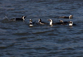 Photo of many penguins