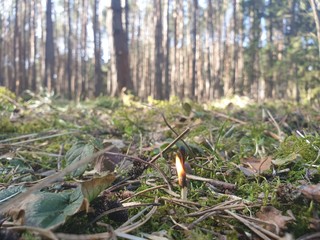 Fire in the forest. The match burns in the forest. Forest fires.