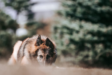 Obraz premium Tervuren dog posing outside in the park.