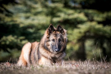 Tervuren dog posing outside in the park.