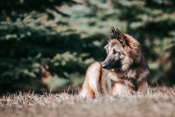 Tervuren dog posing outside in the park.