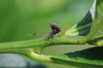 Larve einer Blattwanzenart