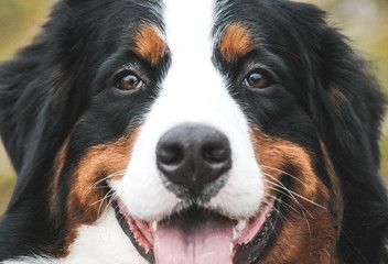 Happy bernese mountain dog in beautiful spring flowerd field. Spring flovers and dog.