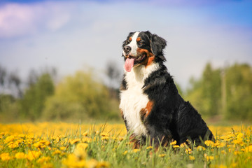 Happy bernese mountain dog in beautiful spring flowerd field. Spring flovers and dog. - obrazy, fototapety, plakaty