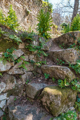 Ancient stone steps and ferns in Corsica