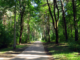road in forest