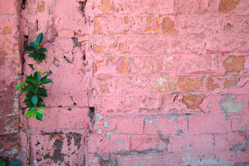 Green plants growing on an old pink brick wall.