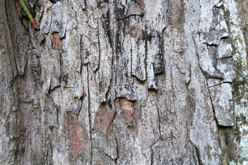 Rough textured tree bark close-up.