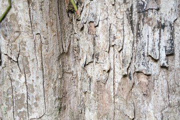 Rough light textured tree bark close-up.