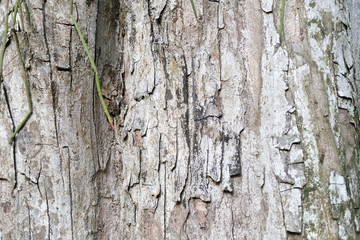 Rough textured tree bark and green sprout.