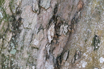 Light textured tree bark closeup.