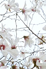 white blooming magnolia sulange in spring garden