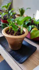 Golden Pothos indoor plant
