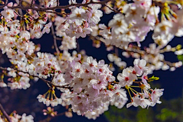 東京の夜桜