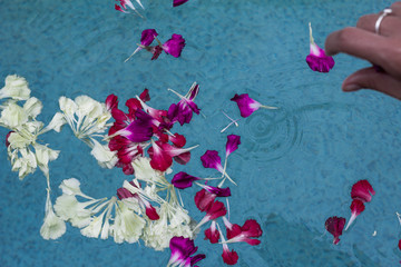 Carnation flowers color float on the water.