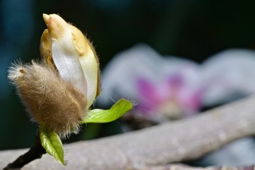 white blooming magnolia sulange in spring garden