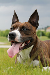 Amstaff dog in the park lie on the grass.