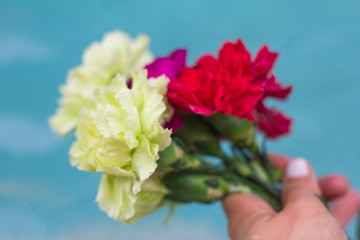 Color carnation bunch holding with hand