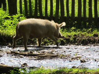 A pig runs through a stream on a sunny day