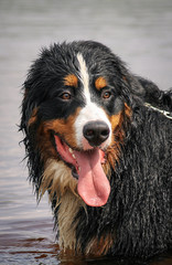Bernese mountain dog playing in water. Splash around dog.
