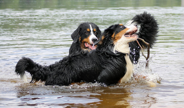 Bernese mountain dogs playing outside in the water and sand. Action photography of dogs.
