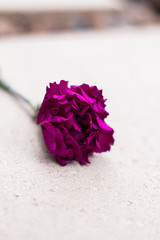 purple carnation over beige background