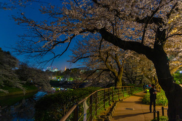 東京、千鳥ヶ淵の夜桜