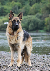 Naklejka na ściany i meble German shepherd dog posing outside in the nature park