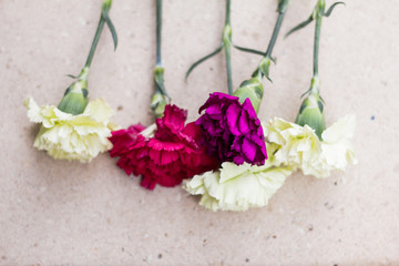 Color carnation flower bouquet on beige background.