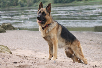 German shepherd dog posing outside in the nature park