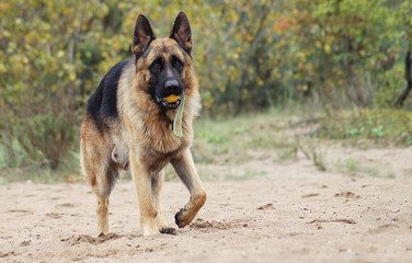 German shepherd dog posing outside in the nature park