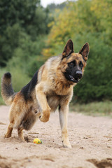 German shepherd dog posing outside in the nature park