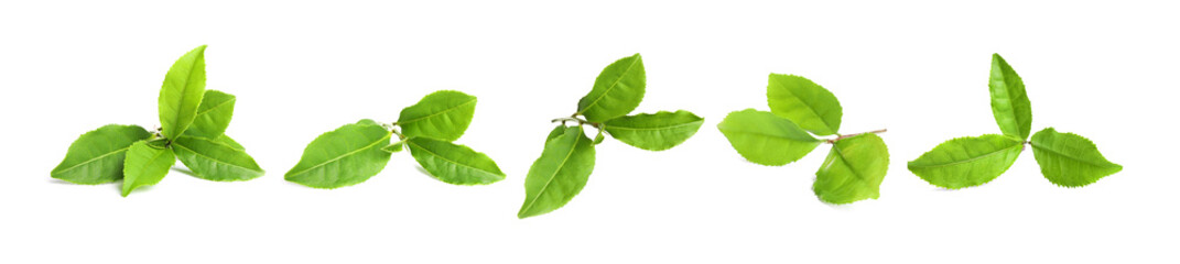 Set of fresh green tea leaves on white background. Banner design