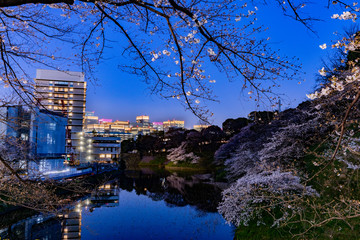 東京、千鳥ヶ淵の夜桜