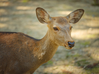 Nara deer of the Nara park in Japan