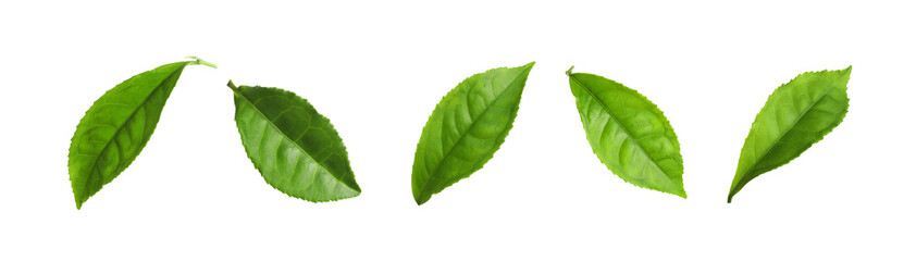 Naklejka na ściany i meble Set of fresh green tea leaves on white background. Banner design