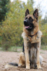 German shepherd dog posing outside in the nature park
