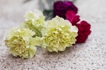 Color carnation flower bouquet on beige background.