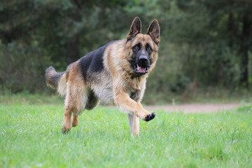 German shepherd dog posing outside in the nature park