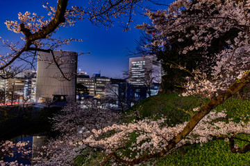 東京、千鳥ヶ淵の夜桜