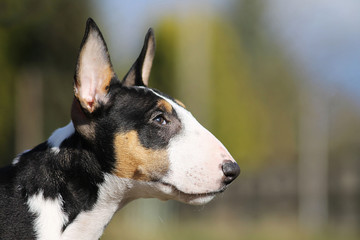Bullterrier puppy outside portrait.